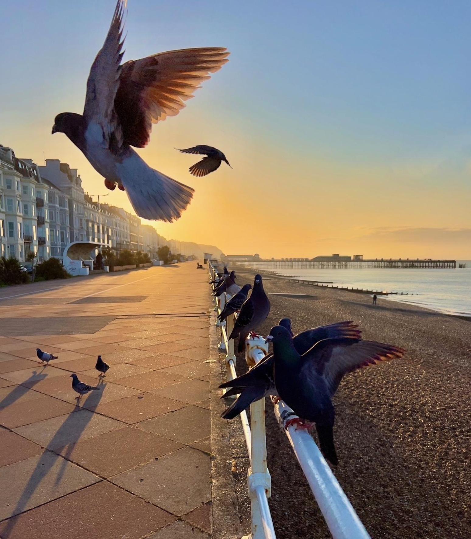 Buttercup Cottage Off-Street Parking 2 Large Suvs 3 Minutes To Beach St Leonards-on-Sea Екстер'єр фото